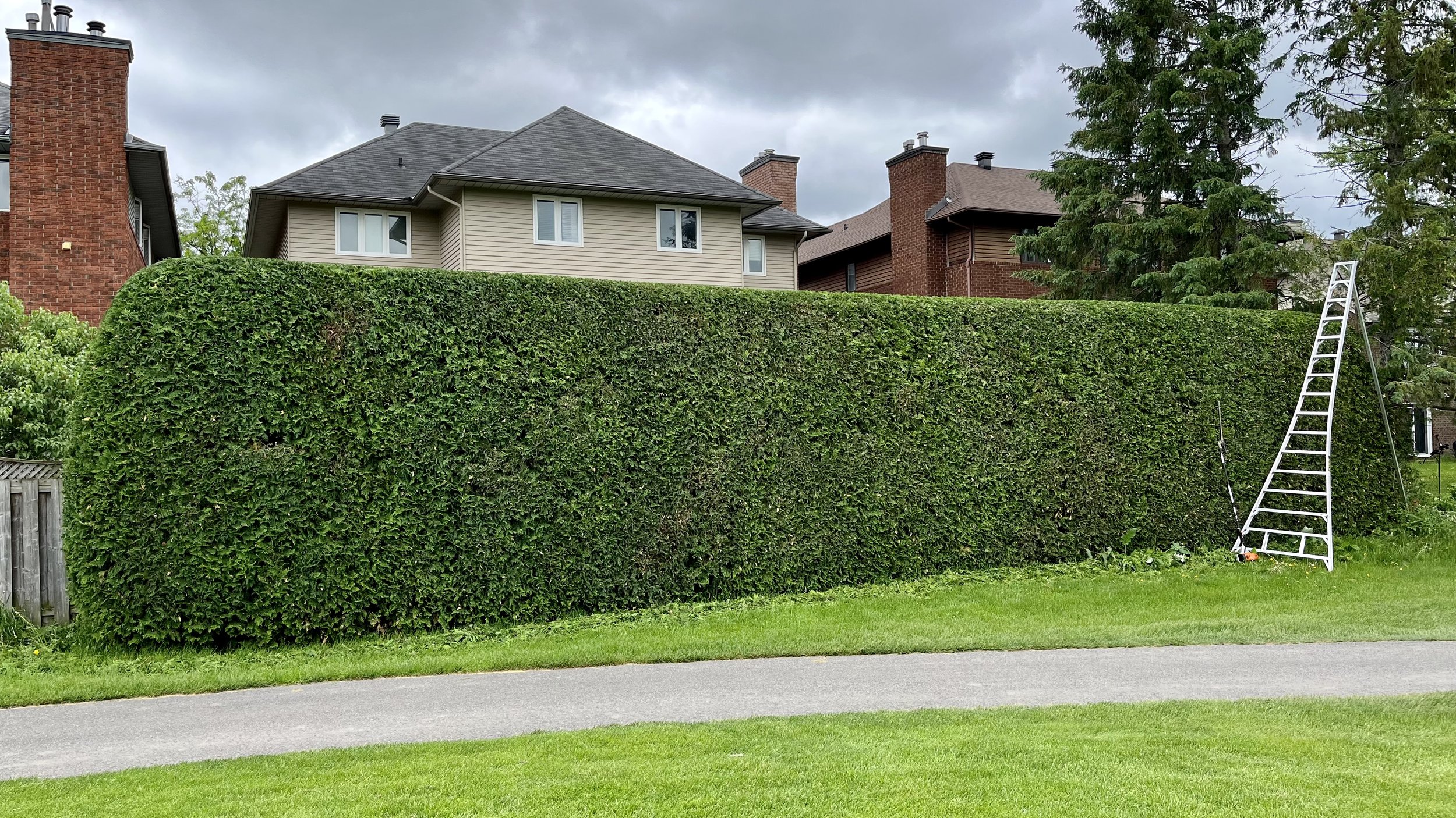 Professional hedge trimming