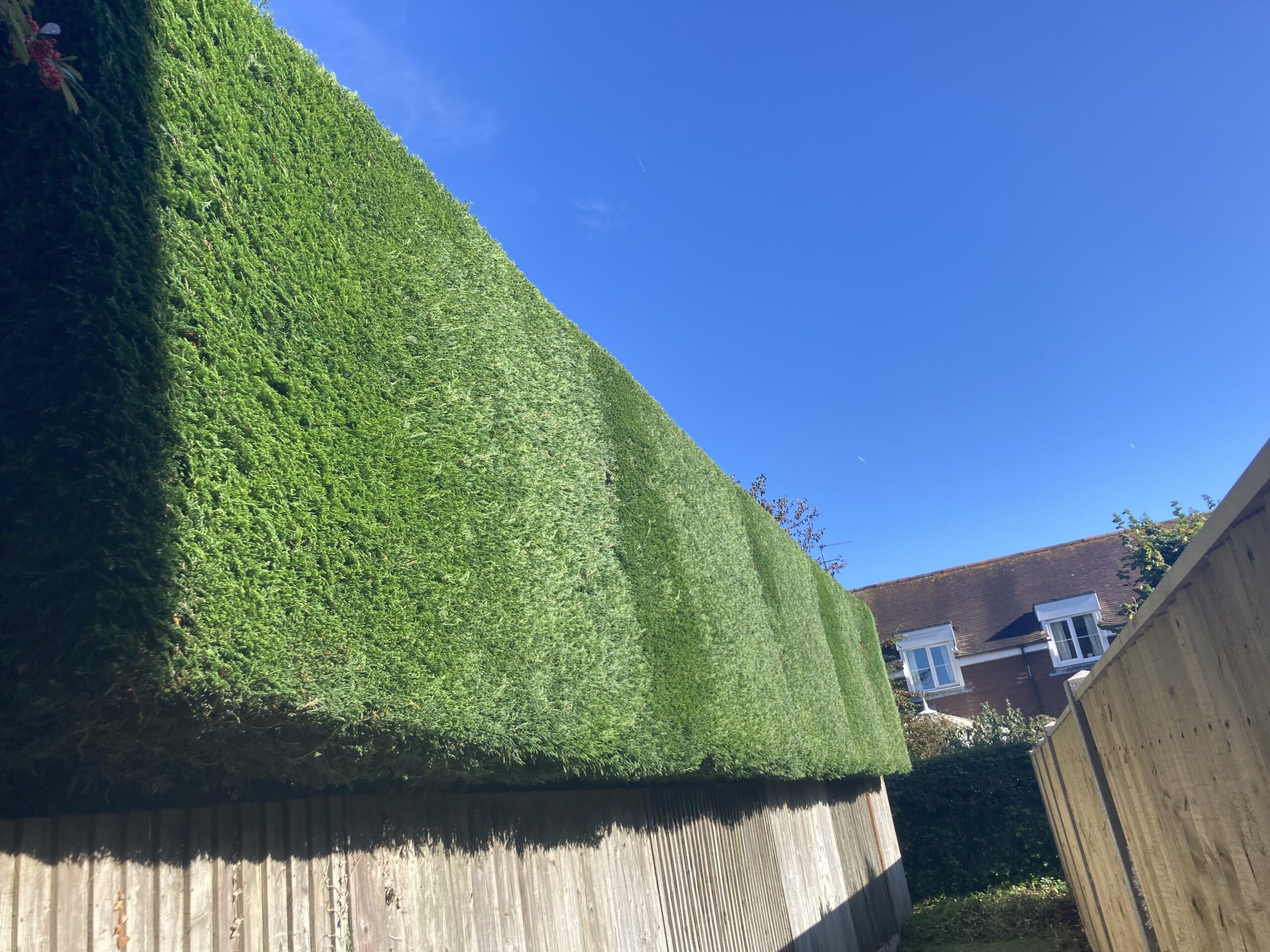 Hedge maintenance