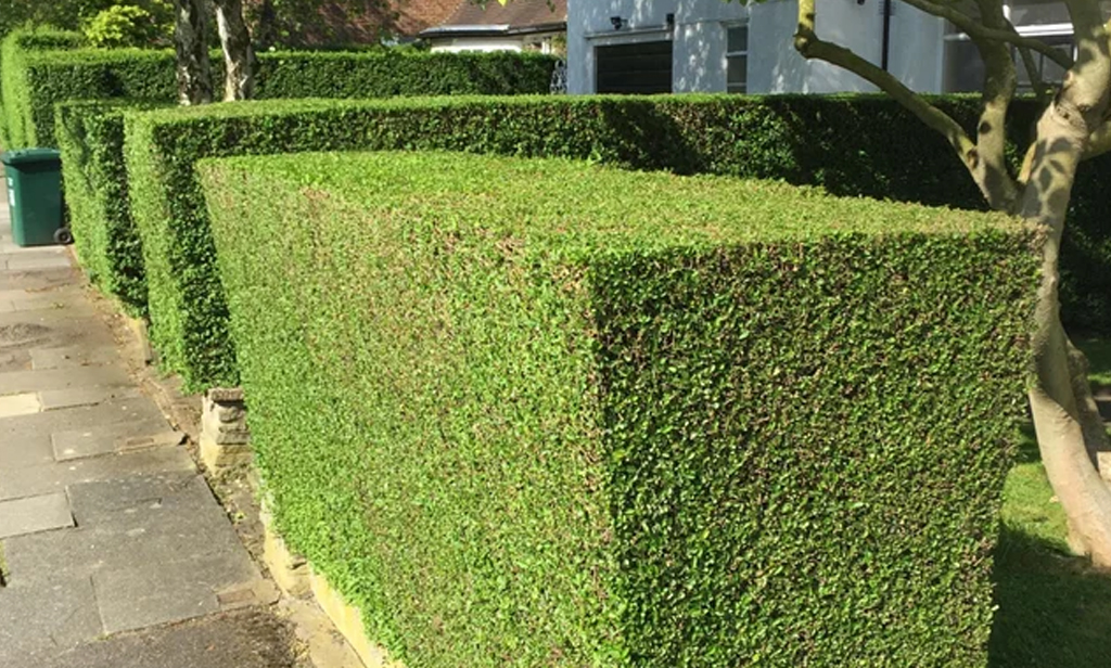 Professional hedge trimming service