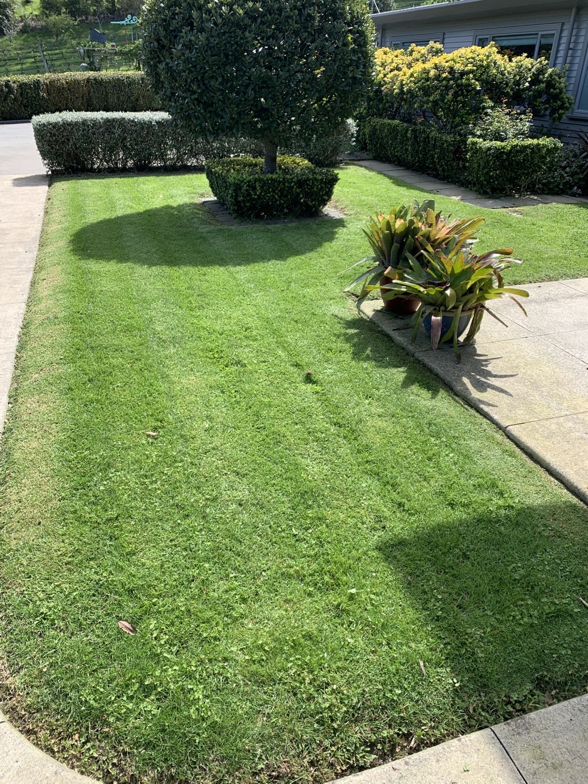Freshly mowed front lawn