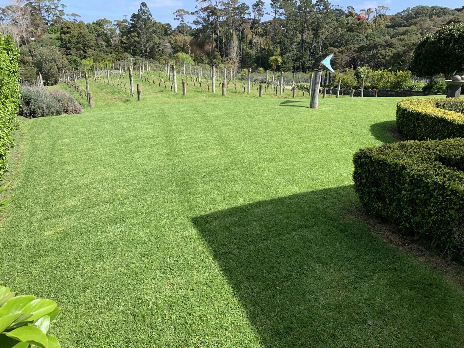 Vineyard lawn maintenance